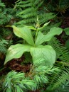 Einbeere - Paris quadrifolia * 992 x 1323 * (432KB)